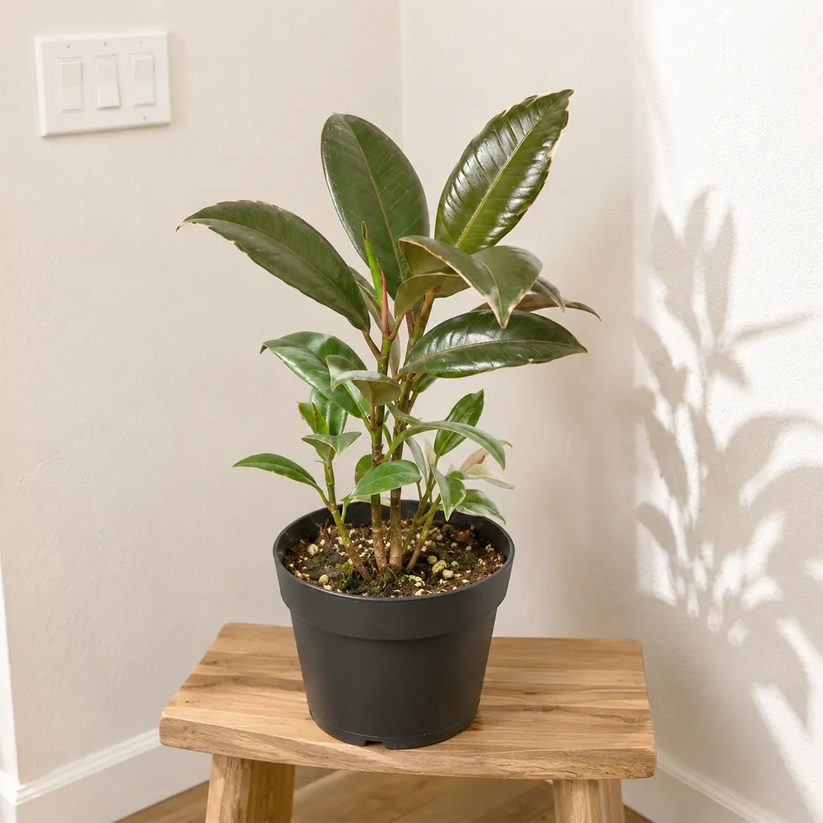 Ficus Elastica 'Tineke'