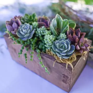 Wind and Sea - Live Succulent Arrangement - Ships Free!