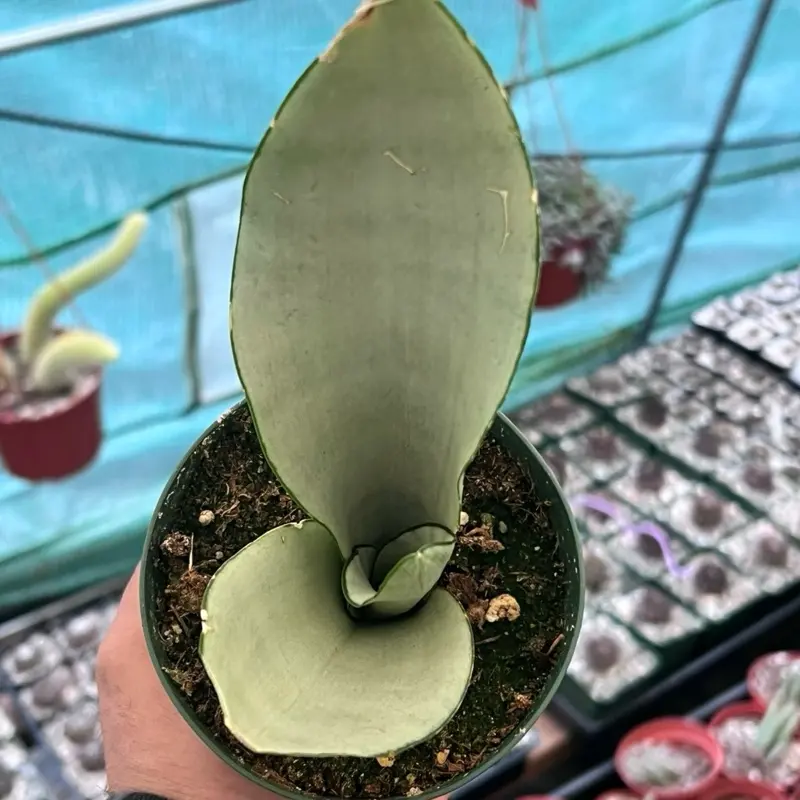 Moonshine Snakeplant | 4” | Beginner Houseplant