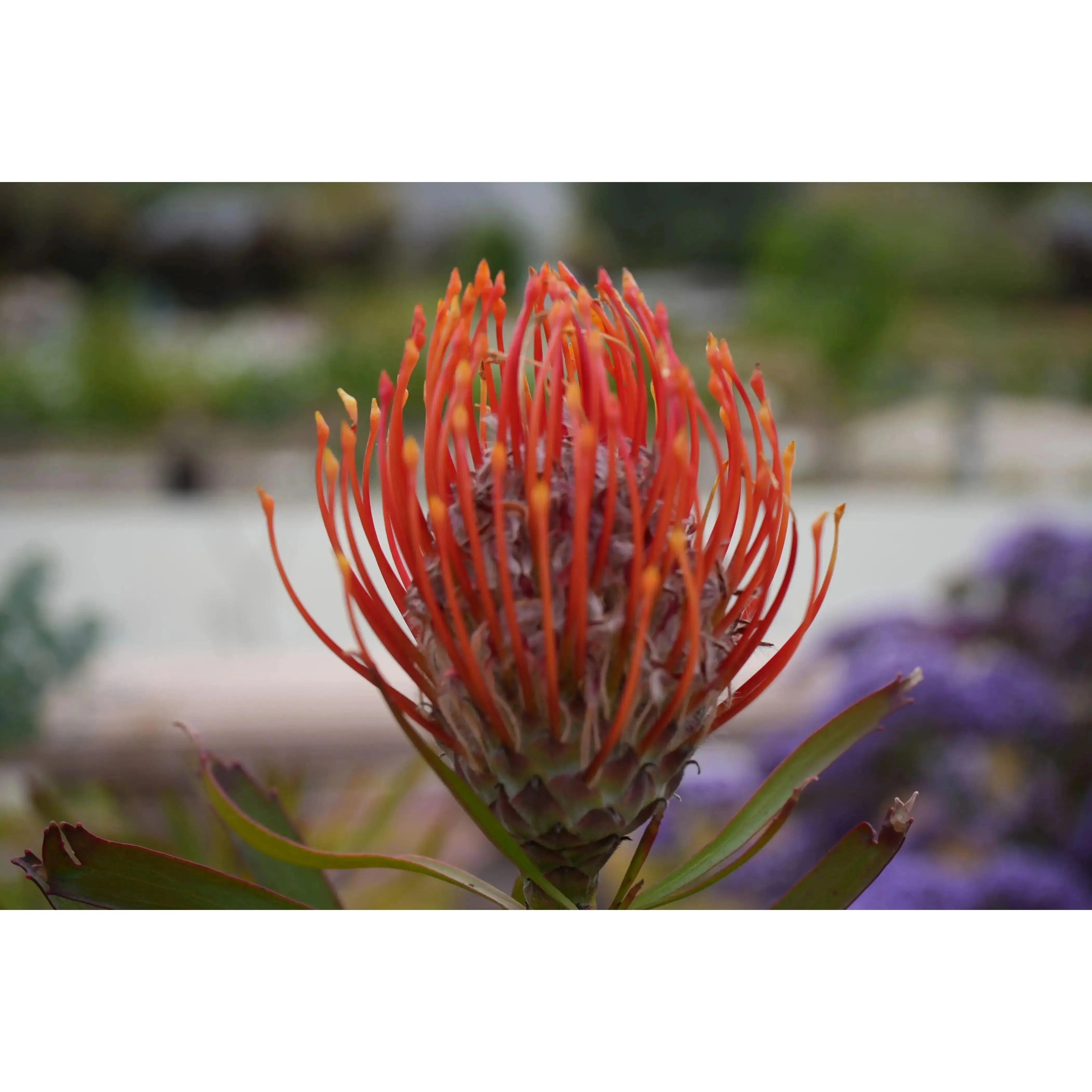 Leucospermum 'Tango': Showstopping Orange Pincushion Bush for Hummingbirds