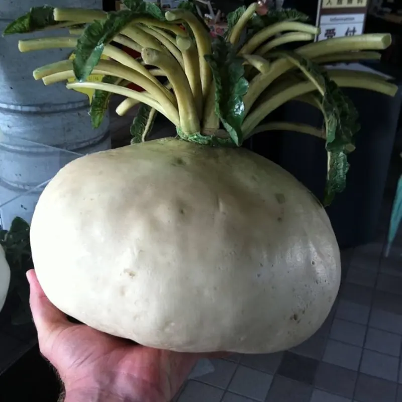 Sakurajima Mammoth Daikon Seeds (Raphanus sativus var. longipinnatus) Giant Japanese daikon variety producing massive, mild-flavored roots; excellent for fresh eating, pickling, and traditional cuisine