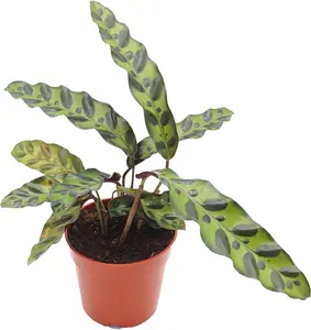 Calathea Rattlesnake Lancifolia - 4'' from California Tropicals