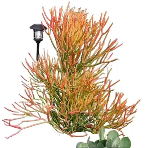 Fire Stick Cuttings - Euphorbia Tirucalli Cuttings - Large Pencil Cactus Cuttings - Live Succulent for Propagation