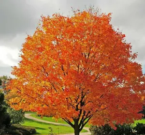 Sugar Maple Tree - 18-28" Tall Live Plant - Gallon Pot - Hardy Shade Tree - Fast Growing - Fall Colors - No Ship To AK, HI and P.R.