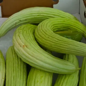 Organic Armenian Cucumber Seeds (Cucumis sativus 'Armenian') – Crisp, Mild Flavor, Unique Curved Shape, Ideal for Fresh Eating and Pickling – 10+ Seeds