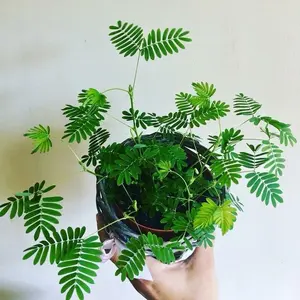 BIG Sensitive Plant Starter Grow Kit~RARE Mimosa Pudica Plant ~Touch-Me-Not~Sleepy Plant ~Shame Plant ~Party Favors ~Stocking Stuffers