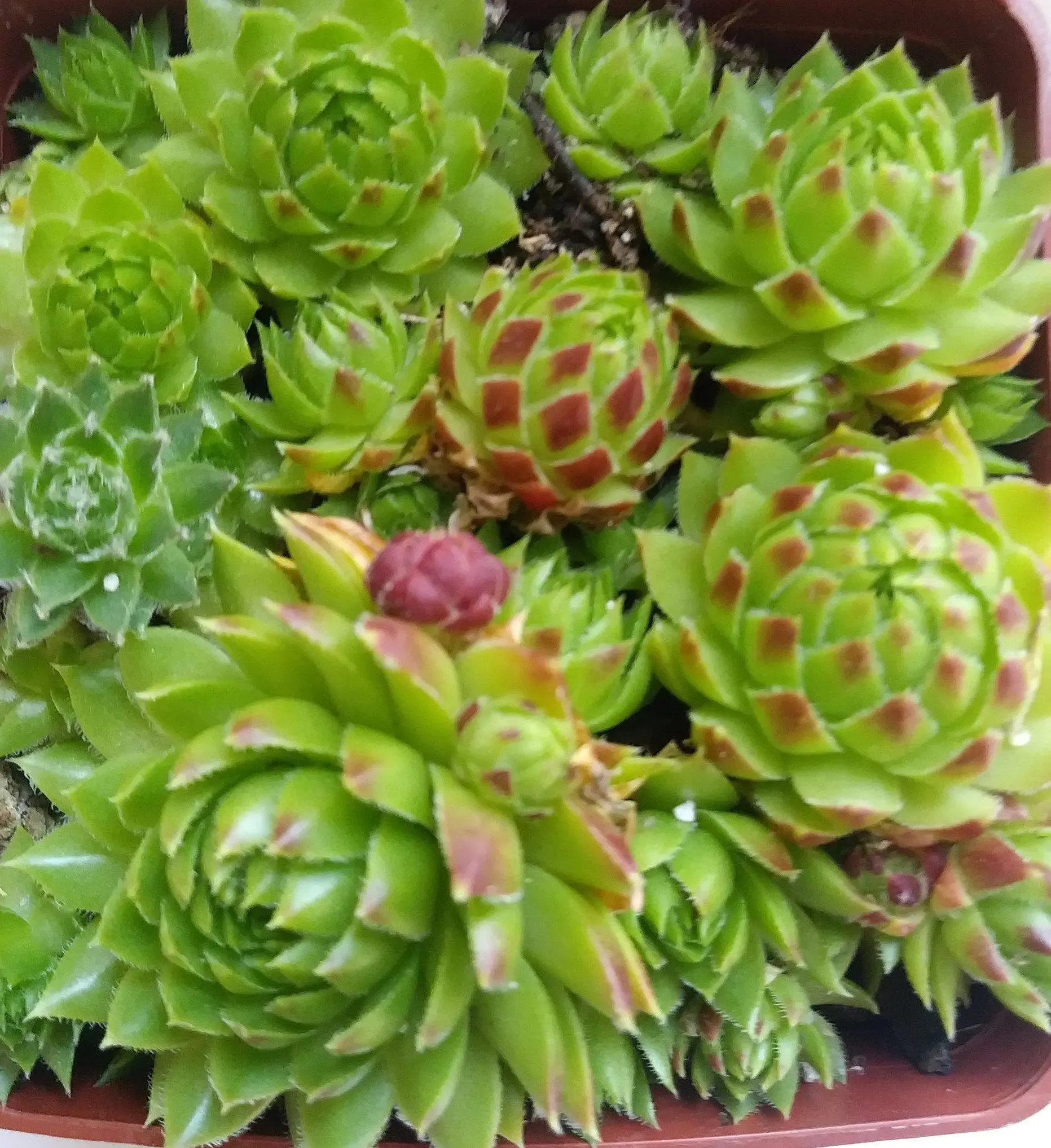 High Tetra Succulent - Hens and Chicks Jovibarba Roller Plant - 4 inch pot