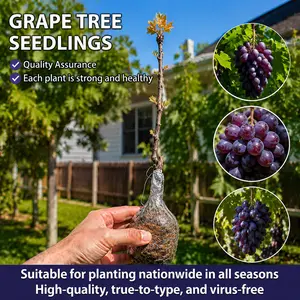 Live Grape Vine Sapling, Fruiting Variety, Perfect for Yard Planting & Potted Cultivation, 17–19 Inches Tall, Robust Premium Seedling
