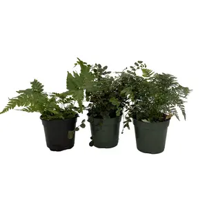 Fern Assortment - 3 Pack in 4" Pots