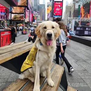 Not So Fast Rover - No Pull Head Halter for Dogs - Perfect for Training and Control pet training