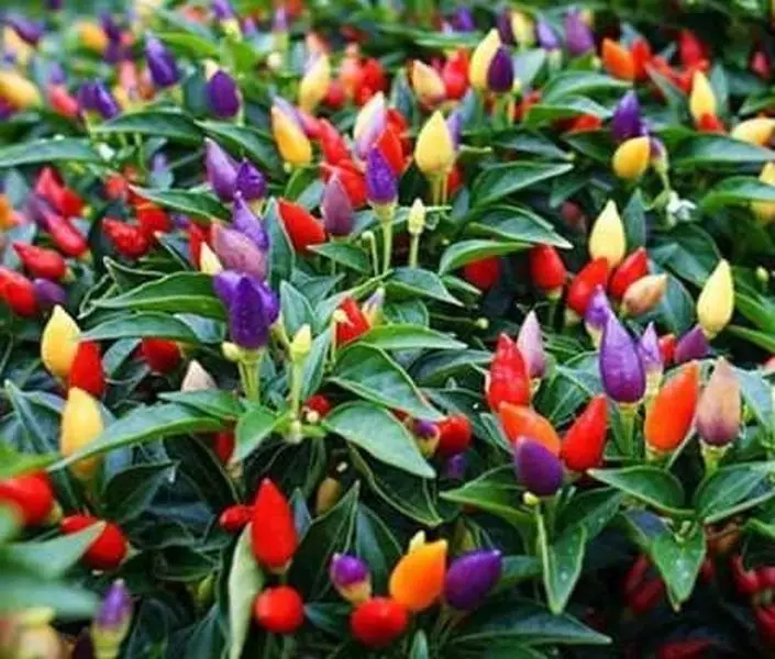 Ornamental Dwarf Chili Pepper Exotic Seed Mix Masquerade Multicolor Around 25 Seeds