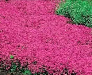 2000 Pcs Creeping Thyme Seeds for Planting -Perennial Ground Cover Plants Flowers Non-GMO Heirloom