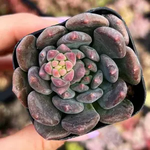 2” Sedeveria Dark Elf