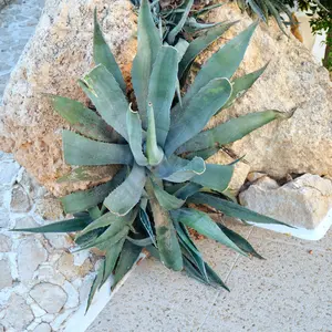 Agave Americana Organic Seeds (Agave americana) Drought-tolerant succulent with striking foliage; perfect for xeriscaping and dramatic container gardens