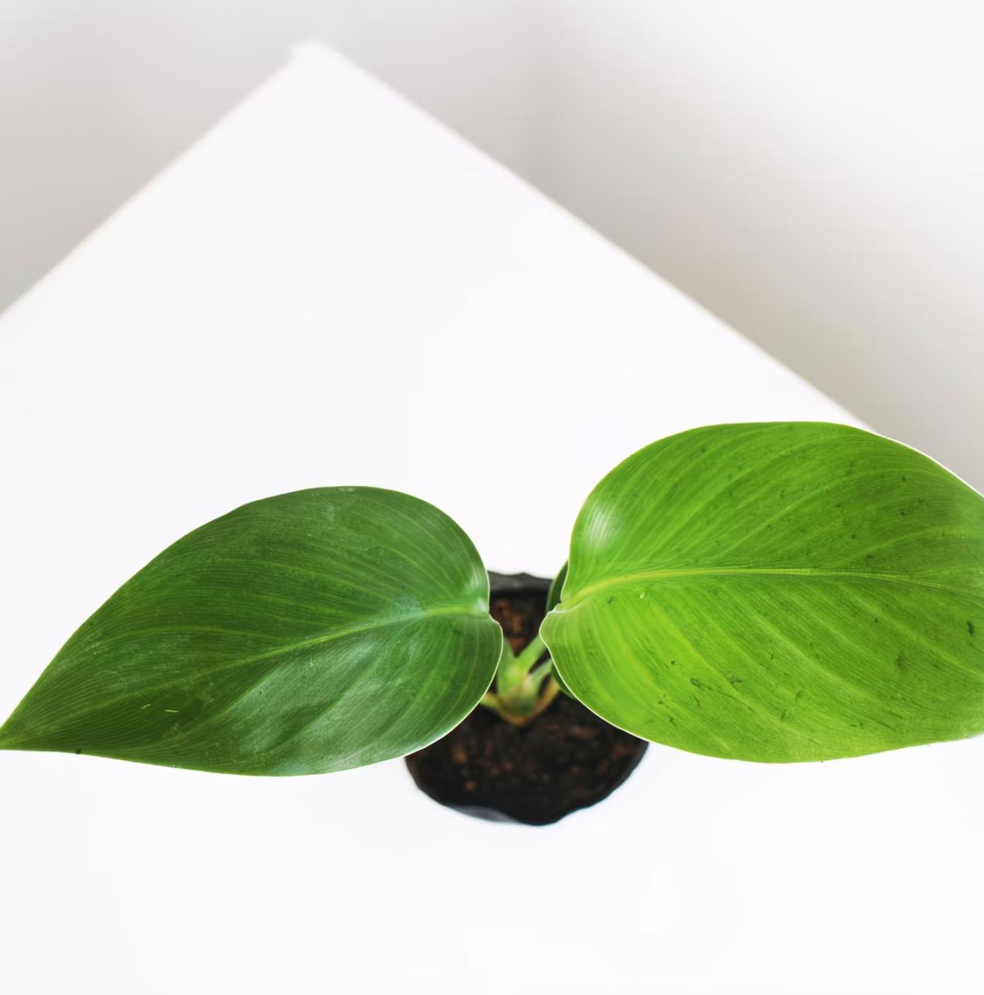 RZ-16   Bird of Paradise  4 Inch Live Plant | Strelitzia Nicolai | Indoor Tropical Houseplant | Large Green Foliage | Easy Care Air Purifying Plant | Home Decor