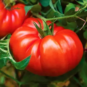 50 Seeds Tomato Beefsteak Seeds - Organic, Non GMO - Grow Indoors, Outdoors
