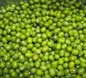 Mung Bean Seeds for Planting, Plant Green Leafy Micro Vegetable Plants Indoors