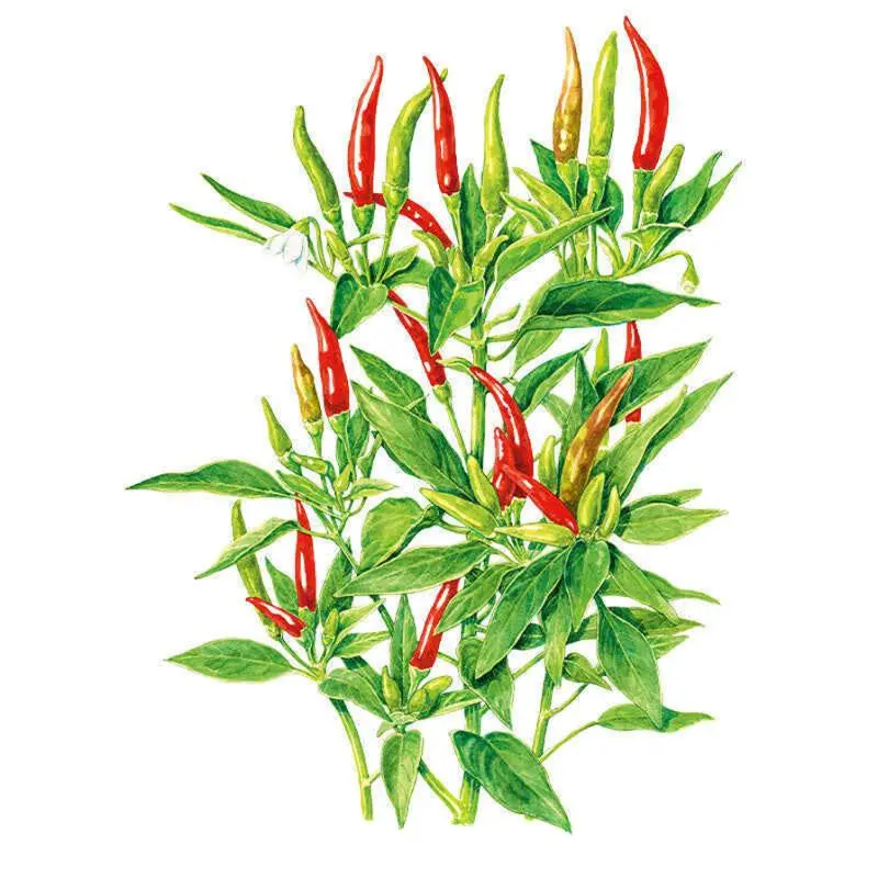 Thai Hot Chile Vegetable Seeds for Home Planting and Outdoor Gardening, Home Planting Seeds