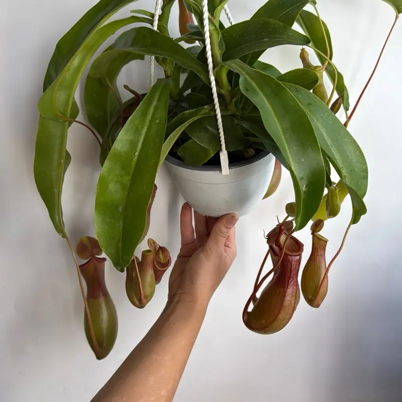 Nepenthes Alata HB | carnivorous pitcher plant| house plant | Live Tropical House Plant | Beginner | Unique Leaves | Indoor Home Decoration