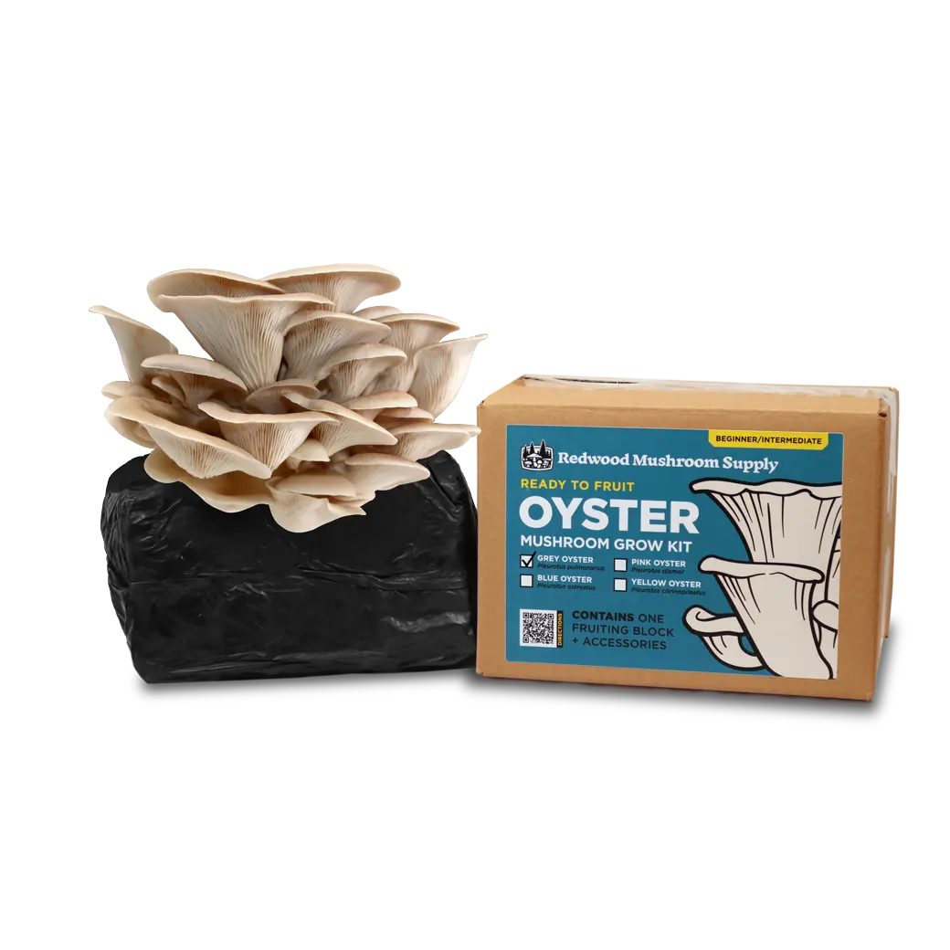 Grey Oyster Mushroom Grow Kit