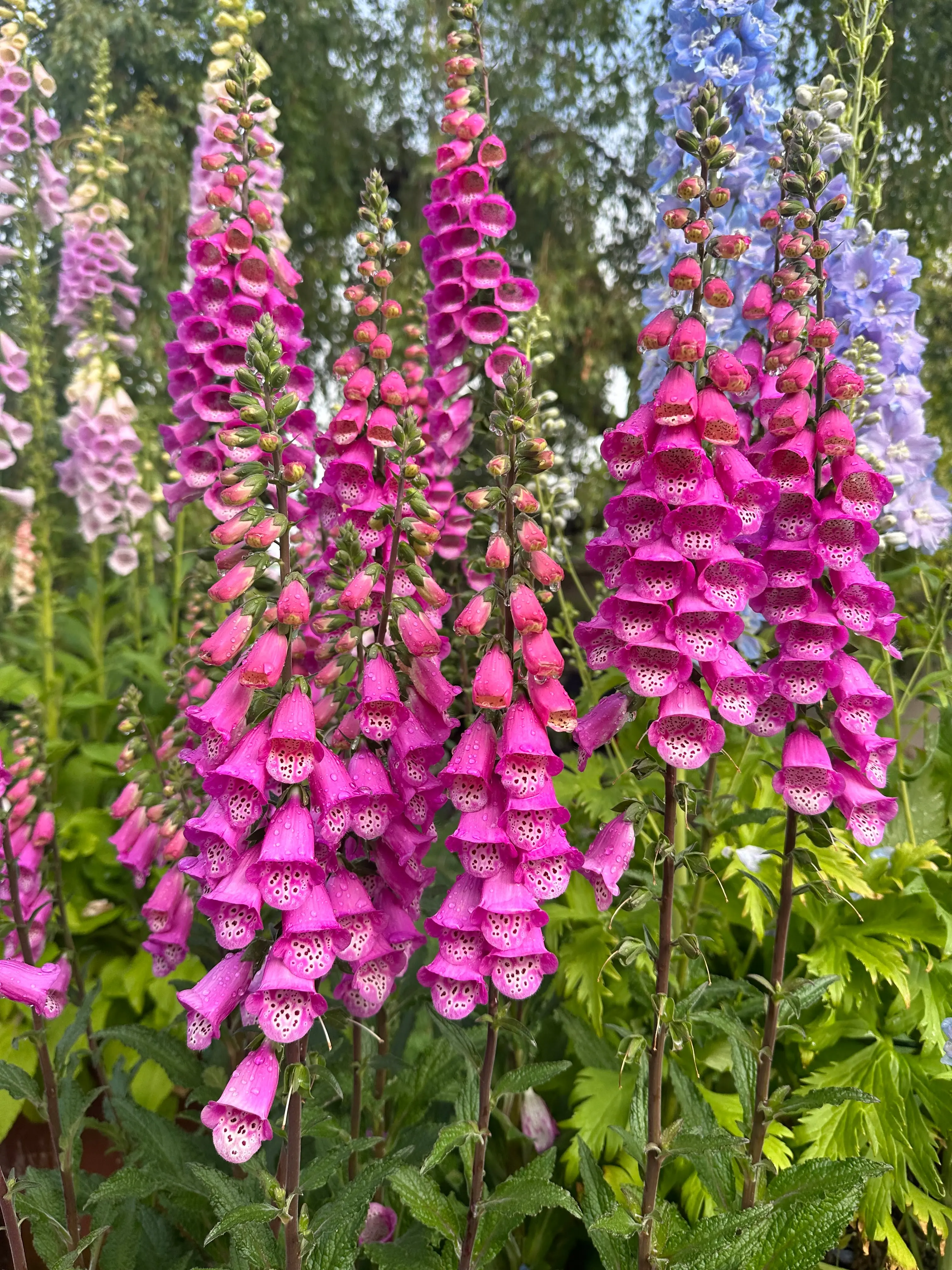 Foxglove Panther Pink seeds