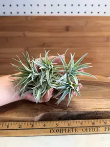 Tillandsia harrisii Small Air Plant in Natural Green Color - Indoor Plant with Velvet Silver-gray Leaves & Compact Rosette Shape - Requires Bright Indirect Light & Moderate Humidity