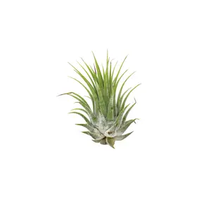 Tillandsia Air Plant Ionantha - 5 Pack
