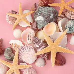 "Assorted Ocean Seashell Collection for DIY Crafts, Mixed Starfish and Conch Shells in Various Sizes, Beach Theme Party Decor, Fish Tank Filling, Home and Wedding Decoration, Natural Seashells for Creative Projects" Ornaments