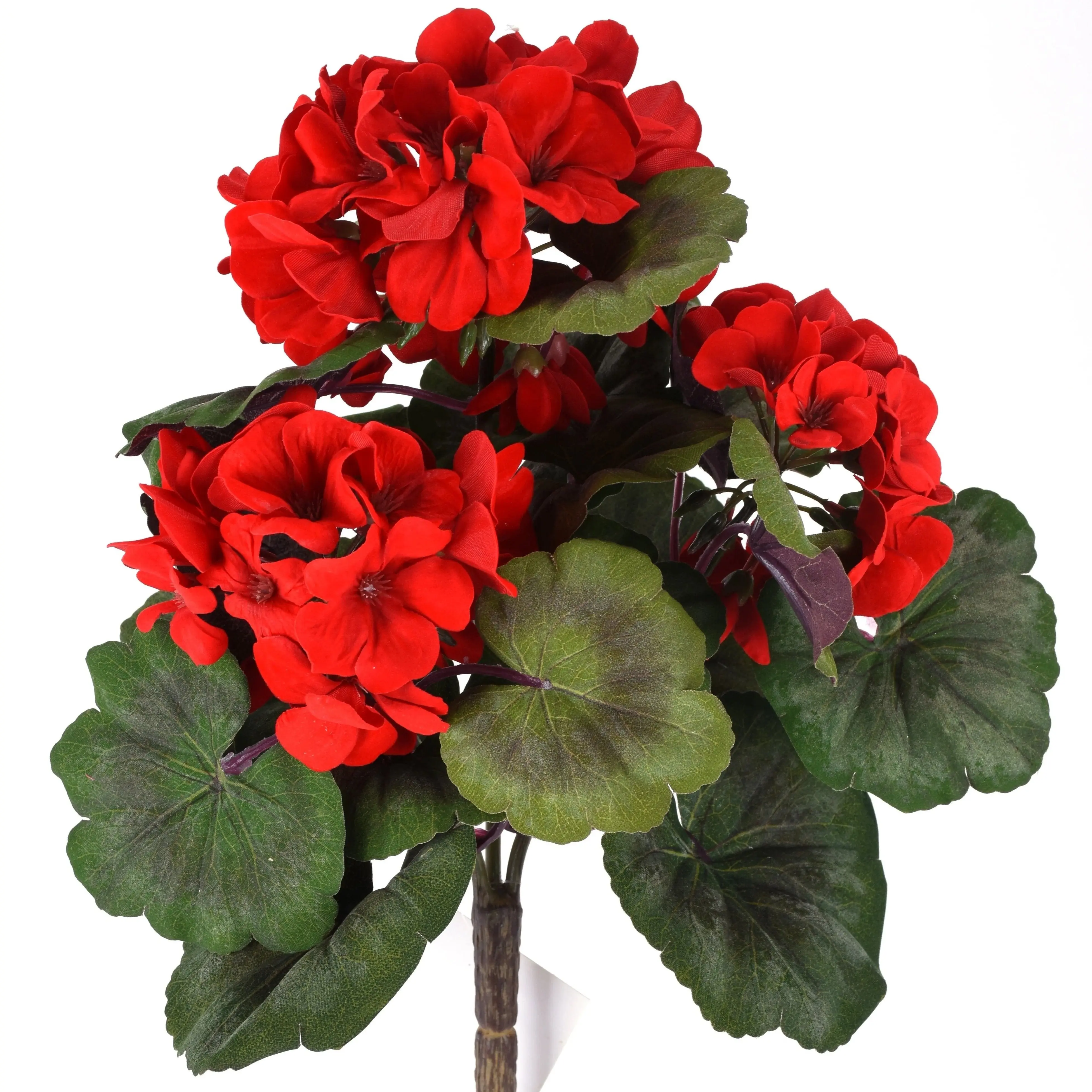 Red Geranium Bush
