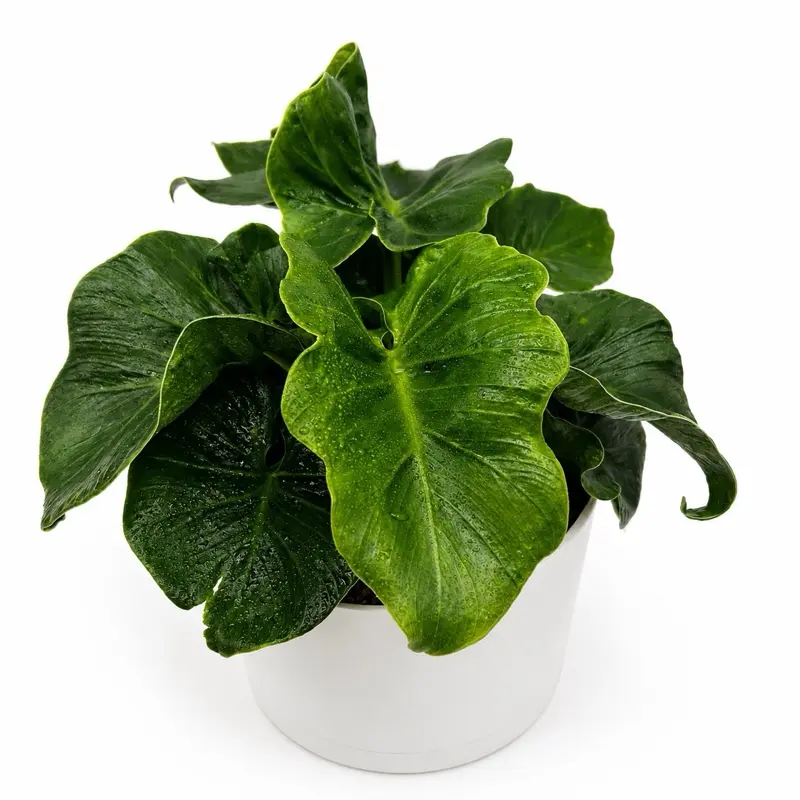 Philodendron Atom Live Indoor Plant, 6”Inch Pot for Home & Garden Decor