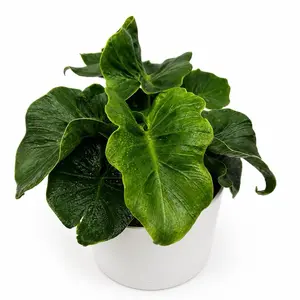 Philodendron Atom Live Indoor Plant, 6-Inch Pot for Home & Garden Decor