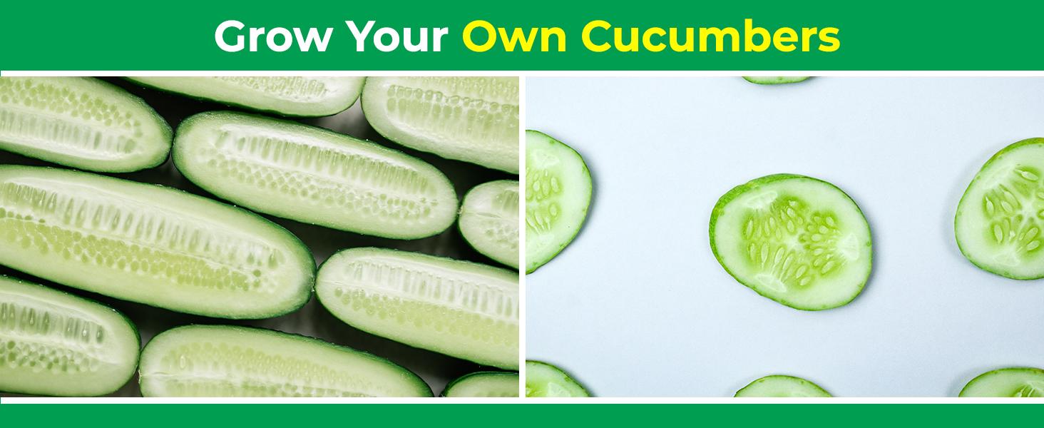 50 Straight Eight Cucumber Seeds - Heirloom Non-GMO USA Grown Vegetable Seeds for Planting - Pickling and Slicing Cucumber