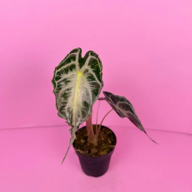 Alocasia Venom 4” | Rare Alocasia | Live Plant