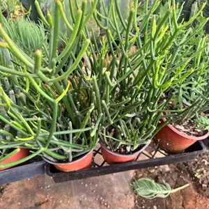 Euphorbia Pencil Cactus 6 inch pot