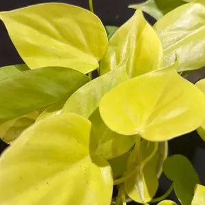 Philodendron Heartleaf Neon