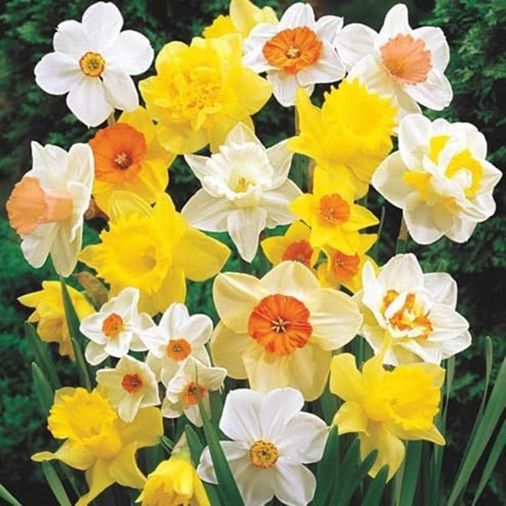 500 pcs Daffodil Seeds for Planting - Easy to Grow Perennial Flowers for Garden or Containers - Easy to Grow Perennial Garden Flowers - Mixed Colors, Great Gift for Plant or Outdoor Lover