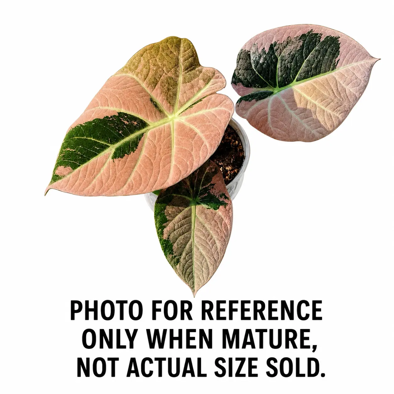 Alocasia Pink Black Velvet Albo Tissue Culture – Rare Variegated Aroid - Growers choice