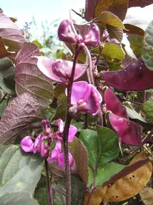Purple Lablab BEAN VINE ~Asian Vegetable ,Flowers Vine