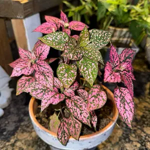 Vibrant Pink and Green Leaf Plant in Ceramic Pot Ideal for Indoor Decor and Air Purification