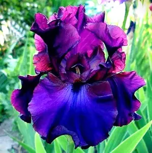 50 Heirloom Iris Seeds Fragrant Flower Plant (much less money than bulbs) - FRESH SEEDS - Limited Supply - Order Soon - Thank You