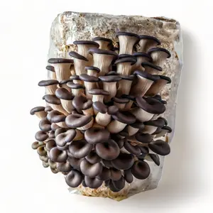 R&R Cultivation Organic Mushroom Grow Kit Beginner Friendly For growing fresh mushrooms