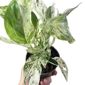Epipremnum Pinnatum Marble Flame Live House Plant, 4in Pot Tropical Gardening Addition for Home & Garden Supplies, Tropical Gardening Plant