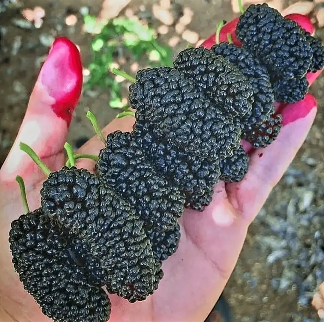 200 Black Mulberry Fruit Tree Seeds - Popular Variety Rare Morus with Dense Fruits