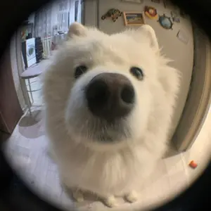 maishalpfarnsworth9715