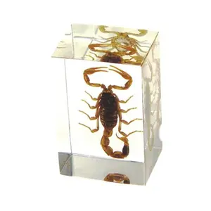 212 MAIN Real Scorpion Real Insect Preserved Specimen Paperweight, Regular-Small Size Transparent Decor Figurine with Flowers and Leaves for Office Furniture