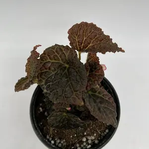 Begonia Ferox Metallic dragon  House Plant 4" pot  - Unique Leaves, Beginner Friendly, Indoor Home Decoration