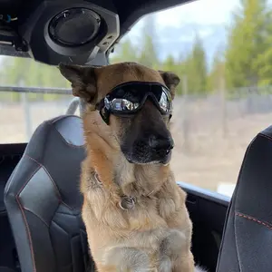 DogVision ProShield: UV-Protective Eyewear for Big Pups