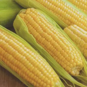 Heirloom Golden Bantam Corn Seeds - Organic and Regenerative Gardening Seeds