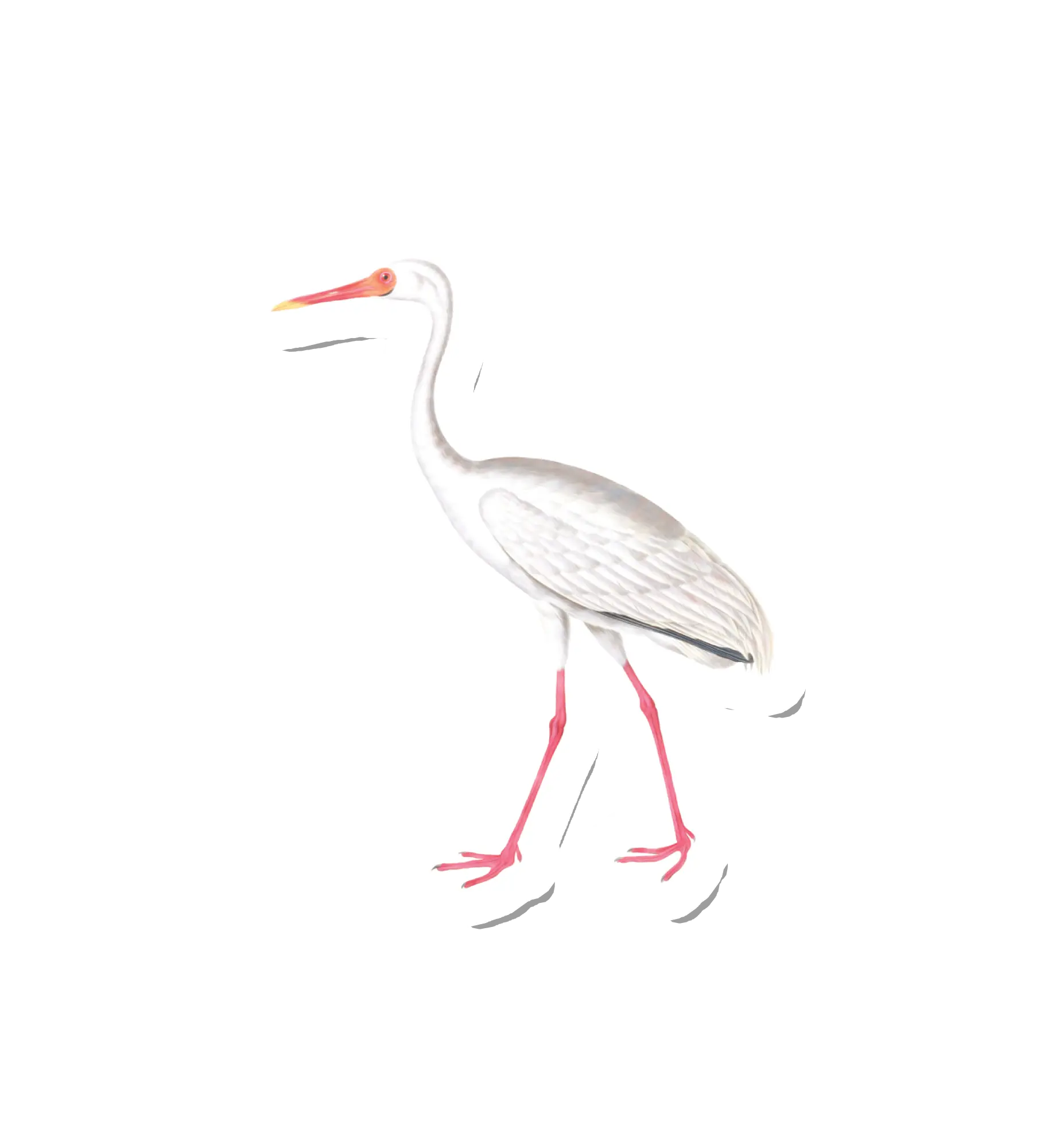 Birdy Crane