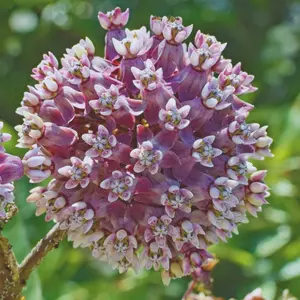Common Milkweed Seeds - Native Perennial Wildflowers for Monarch Butterflies